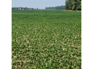 Property photo 42 - LAND AUCTION - 60.5+/- ACRES OFFERED IN 3 TRACTS IN PAULDING COUNTY, OHIO
