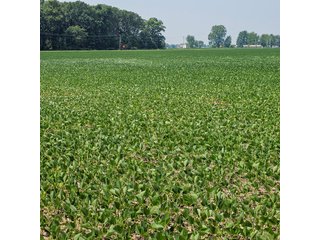 Property photo 41 - LAND AUCTION - 60.5+/- ACRES OFFERED IN 3 TRACTS IN PAULDING COUNTY, OHIO