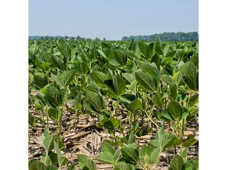 Property photo 40 - LAND AUCTION - 60.5+/- ACRES OFFERED IN 3 TRACTS IN PAULDING COUNTY, OHIO