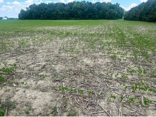 Property photo 71 - LAND AUCTION - 60.5+/- ACRES OFFERED IN 3 TRACTS IN PAULDING COUNTY, OHIO
