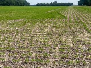 Property photo 54 - LAND AUCTION - 60.5+/- ACRES OFFERED IN 3 TRACTS IN PAULDING COUNTY, OHIO