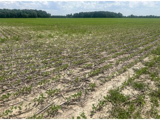 Property photo 20 - LAND AUCTION - 60.5+/- ACRES OFFERED IN 3 TRACTS IN PAULDING COUNTY, OHIO