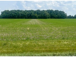 Property photo 18 - LAND AUCTION - 60.5+/- ACRES OFFERED IN 3 TRACTS IN PAULDING COUNTY, OHIO