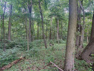 Property photo 15 - LAND AUCTION - 60.5+/- ACRES OFFERED IN 3 TRACTS IN PAULDING COUNTY, OHIO