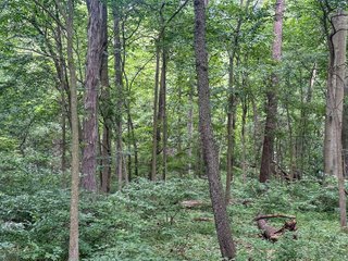 Property photo 3 - LAND AUCTION - 60.5+/- ACRES OFFERED IN 3 TRACTS IN PAULDING COUNTY, OHIO