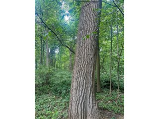 Property photo 13 - LAND AUCTION - 60.5+/- ACRES OFFERED IN 3 TRACTS IN PAULDING COUNTY, OHIO