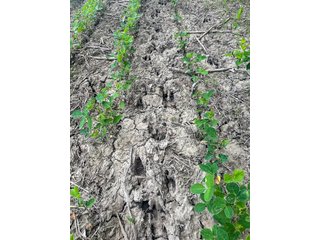 Property photo 7 - LAND AUCTION - 60.5+/- ACRES OFFERED IN 3 TRACTS IN PAULDING COUNTY, OHIO