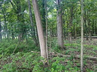Property photo 6 - LAND AUCTION - 60.5+/- ACRES OFFERED IN 3 TRACTS IN PAULDING COUNTY, OHIO