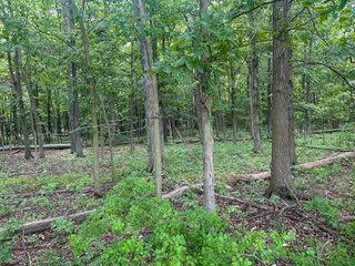 Property photo 5 - LAND AUCTION - 60.5+/- ACRES OFFERED IN 3 TRACTS IN PAULDING COUNTY, OHIO