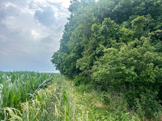Property photo 4 - LAND AUCTION - 60.5+/- ACRES OFFERED IN 3 TRACTS IN PAULDING COUNTY, OHIO