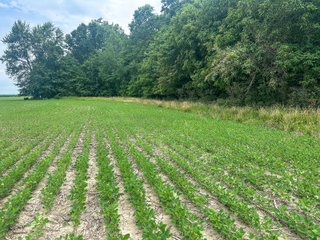 Property photo 14 - LAND AUCTION - 60.5+/- ACRES OFFERED IN 3 TRACTS IN PAULDING COUNTY, OHIO