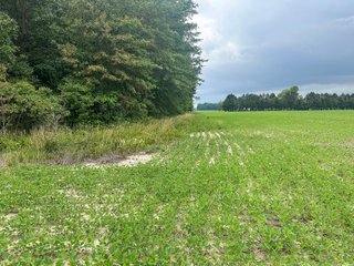 Property photo 36 - LAND AUCTION - 60.5+/- ACRES OFFERED IN 3 TRACTS IN PAULDING COUNTY, OHIO