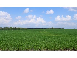 Property photo 2 - LAND AUCTION - 494.63+/- ACRES OFFERED IN 10 TRACTS IN AUDRAIN & MONROE COUNTIES MISSOURI