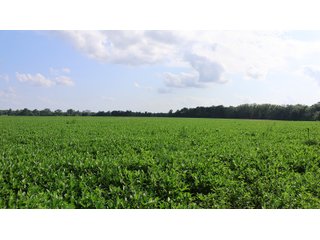 Property photo 137 - LAND AUCTION - 494.63+/- ACRES OFFERED IN 10 TRACTS IN AUDRAIN & MONROE COUNTIES MISSOURI