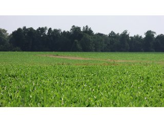Property photo 144 - LAND AUCTION - 494.63+/- ACRES OFFERED IN 10 TRACTS IN AUDRAIN & MONROE COUNTIES MISSOURI