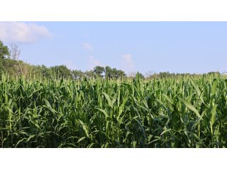 Property photo 156 - LAND AUCTION - 494.63+/- ACRES OFFERED IN 10 TRACTS IN AUDRAIN & MONROE COUNTIES MISSOURI