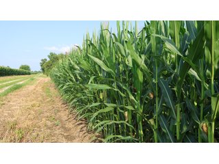 Property photo 159 - LAND AUCTION - 494.63+/- ACRES OFFERED IN 10 TRACTS IN AUDRAIN & MONROE COUNTIES MISSOURI