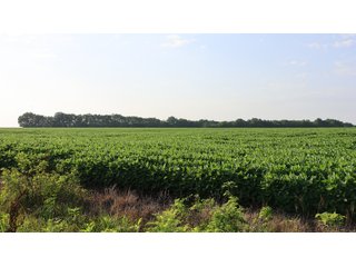 Property photo 98 - LAND AUCTION - 494.63+/- ACRES OFFERED IN 10 TRACTS IN AUDRAIN & MONROE COUNTIES MISSOURI