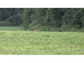 Property photo 113 - LAND AUCTION - 494.63+/- ACRES OFFERED IN 10 TRACTS IN AUDRAIN & MONROE COUNTIES MISSOURI