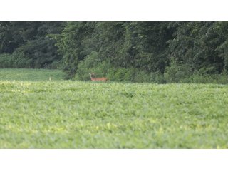 Property photo 114 - LAND AUCTION - 494.63+/- ACRES OFFERED IN 10 TRACTS IN AUDRAIN & MONROE COUNTIES MISSOURI