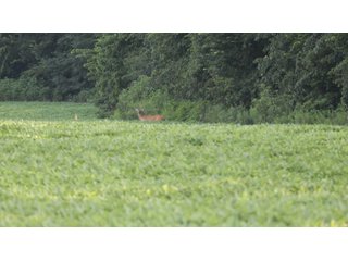 Property photo 115 - LAND AUCTION - 494.63+/- ACRES OFFERED IN 10 TRACTS IN AUDRAIN & MONROE COUNTIES MISSOURI