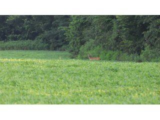 Property photo 116 - LAND AUCTION - 494.63+/- ACRES OFFERED IN 10 TRACTS IN AUDRAIN & MONROE COUNTIES MISSOURI