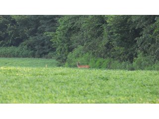 Property photo 117 - LAND AUCTION - 494.63+/- ACRES OFFERED IN 10 TRACTS IN AUDRAIN & MONROE COUNTIES MISSOURI