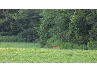 Property photo 118 - LAND AUCTION - 494.63+/- ACRES OFFERED IN 10 TRACTS IN AUDRAIN & MONROE COUNTIES MISSOURI