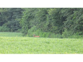Property photo 120 - LAND AUCTION - 494.63+/- ACRES OFFERED IN 10 TRACTS IN AUDRAIN & MONROE COUNTIES MISSOURI