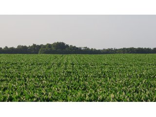 Property photo 23 - LAND AUCTION - 494.63+/- ACRES OFFERED IN 10 TRACTS IN AUDRAIN & MONROE COUNTIES MISSOURI