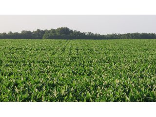 Property photo 25 - LAND AUCTION - 494.63+/- ACRES OFFERED IN 10 TRACTS IN AUDRAIN & MONROE COUNTIES MISSOURI