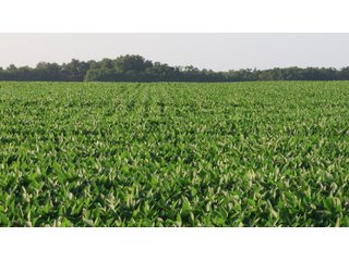Property photo 26 - LAND AUCTION - 494.63+/- ACRES OFFERED IN 10 TRACTS IN AUDRAIN & MONROE COUNTIES MISSOURI
