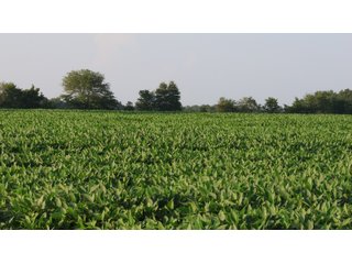 Property photo 28 - LAND AUCTION - 494.63+/- ACRES OFFERED IN 10 TRACTS IN AUDRAIN & MONROE COUNTIES MISSOURI