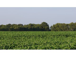 Property photo 29 - LAND AUCTION - 494.63+/- ACRES OFFERED IN 10 TRACTS IN AUDRAIN & MONROE COUNTIES MISSOURI