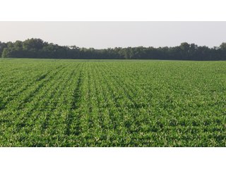 Property photo 31 - LAND AUCTION - 494.63+/- ACRES OFFERED IN 10 TRACTS IN AUDRAIN & MONROE COUNTIES MISSOURI