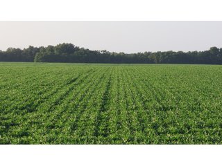 Property photo 34 - LAND AUCTION - 494.63+/- ACRES OFFERED IN 10 TRACTS IN AUDRAIN & MONROE COUNTIES MISSOURI