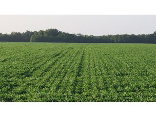 Property photo 35 - LAND AUCTION - 494.63+/- ACRES OFFERED IN 10 TRACTS IN AUDRAIN & MONROE COUNTIES MISSOURI