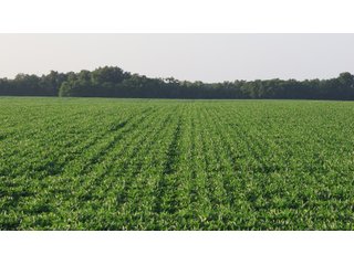 Property photo 36 - LAND AUCTION - 494.63+/- ACRES OFFERED IN 10 TRACTS IN AUDRAIN & MONROE COUNTIES MISSOURI