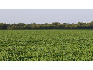 Property photo 37 - LAND AUCTION - 494.63+/- ACRES OFFERED IN 10 TRACTS IN AUDRAIN & MONROE COUNTIES MISSOURI