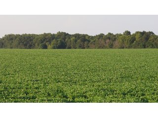 Property photo 39 - LAND AUCTION - 494.63+/- ACRES OFFERED IN 10 TRACTS IN AUDRAIN & MONROE COUNTIES MISSOURI