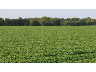 Property photo 41 - LAND AUCTION - 494.63+/- ACRES OFFERED IN 10 TRACTS IN AUDRAIN & MONROE COUNTIES MISSOURI
