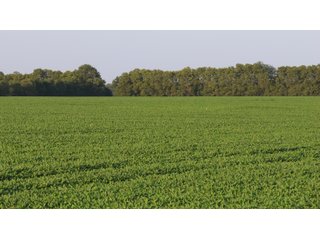 Property photo 42 - LAND AUCTION - 494.63+/- ACRES OFFERED IN 10 TRACTS IN AUDRAIN & MONROE COUNTIES MISSOURI