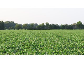 Property photo 47 - LAND AUCTION - 494.63+/- ACRES OFFERED IN 10 TRACTS IN AUDRAIN & MONROE COUNTIES MISSOURI