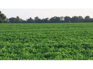 Property photo 56 - LAND AUCTION - 494.63+/- ACRES OFFERED IN 10 TRACTS IN AUDRAIN & MONROE COUNTIES MISSOURI