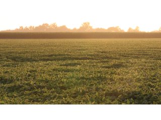 Property photo 58 - LAND AUCTION - 494.63+/- ACRES OFFERED IN 10 TRACTS IN AUDRAIN & MONROE COUNTIES MISSOURI