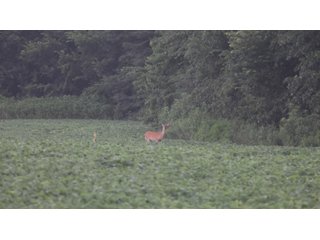 Property photo 132 - LAND AUCTION - 494.63+/- ACRES OFFERED IN 10 TRACTS IN AUDRAIN & MONROE COUNTIES MISSOURI