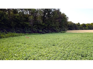 Property photo 148 - LAND AUCTION - 494.63+/- ACRES OFFERED IN 10 TRACTS IN AUDRAIN & MONROE COUNTIES MISSOURI