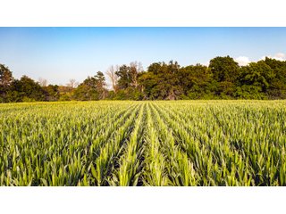 Property photo 163 - LAND AUCTION - 494.63+/- ACRES OFFERED IN 10 TRACTS IN AUDRAIN & MONROE COUNTIES MISSOURI