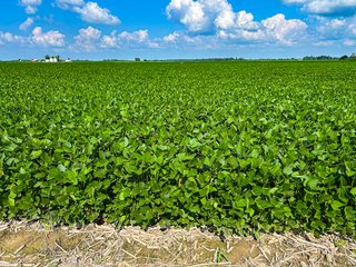 Property photo 89 - LAND AUCTION - 1,420 ACRES OFFERED IN 21 TRACTS IN PUTNAM, HENDRICKS & MONTGOMERY COUNTIES, INDIANA