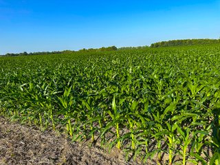 Property photo 56 - LAND AUCTION - 1,420 ACRES OFFERED IN 21 TRACTS IN PUTNAM, HENDRICKS & MONTGOMERY COUNTIES, INDIANA